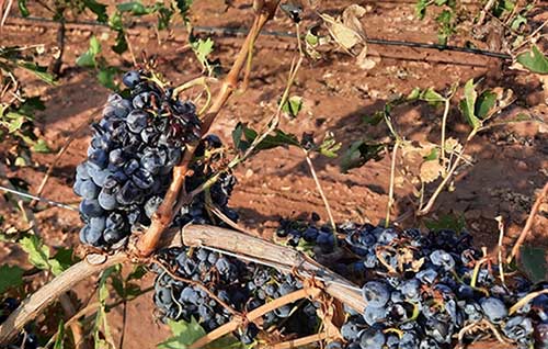 Tecnovino indemnizaciones del seguro a los viticultores Agroseguro Uva Siniestrada La Mancha