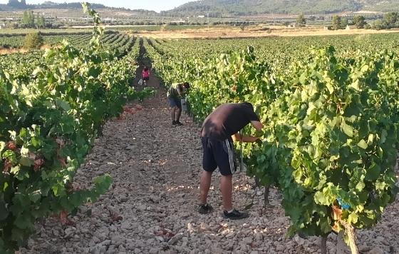 Tecnovino- vendimia DOP Jumilla