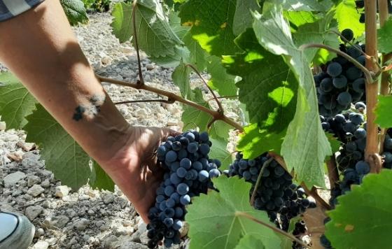 Tecnovino- vendimia DOP Jumilla 2021-