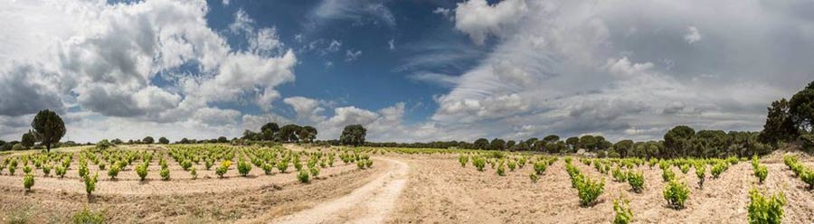 Tecnovino viñedo Las Moradas de San Martin