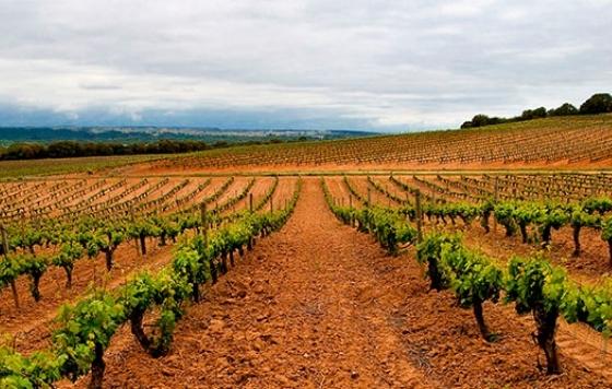 Tecnovino- Bodega Pradorey vinos ecológicos