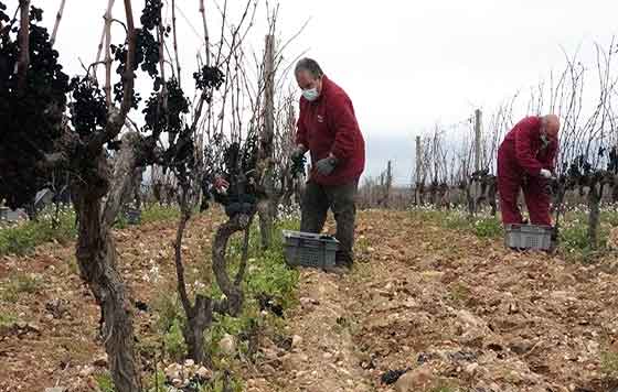 tecnovino, vendimia tardía bodegas vivanco