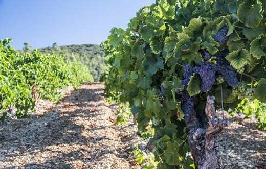 Tecnovino Unión de Uniones limitación de nuevas plantaciones de viñedo detalle