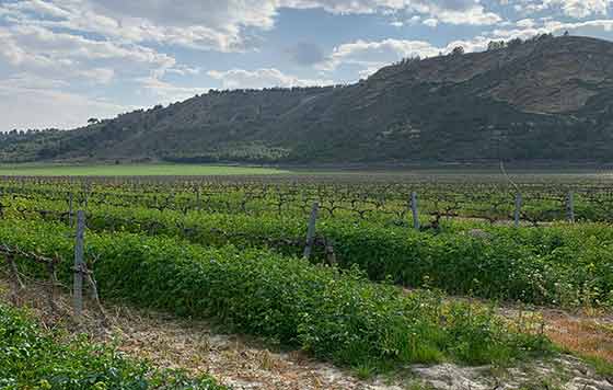 Tecnovino, bodegas Alconde