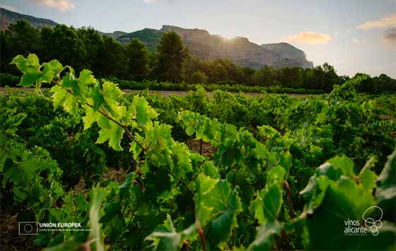 Tecnovino, DOP Vinos de Alicante, record de ventas