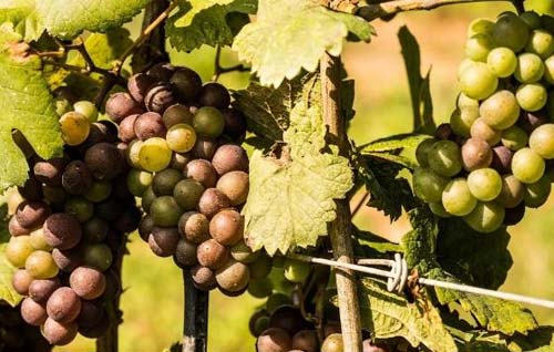 Tecnovino- Ice, vino espumante de Stelle & Fortuna uva