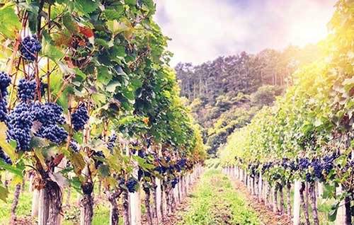 Tecnovino sostenibilidad y vino Wine Intelligence detalle