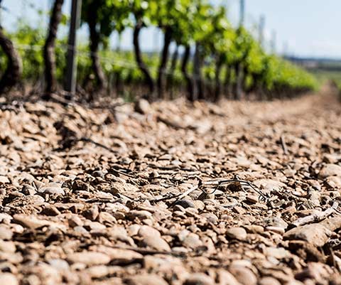 Tecnovino viñedo y suelo de Finca Albret