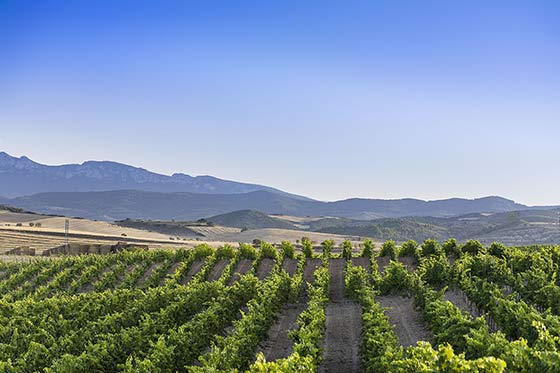 Tecnovino viñedo La Pared Bodegas Marco Real