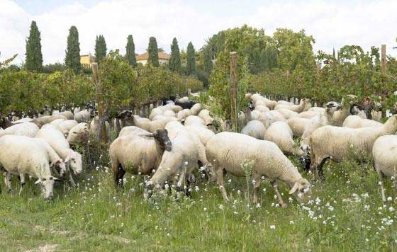 Tecnovino- segundo Simposio de Viticultura Regenerativa Familia Torres