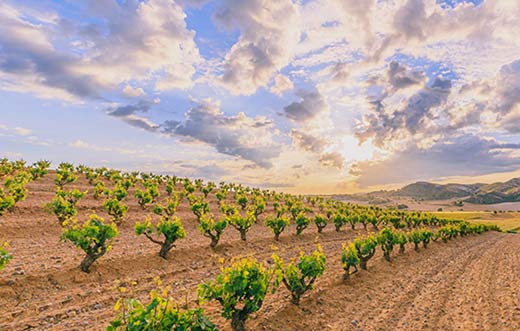 Tecnovino Alacer proyecto Bodegas Riojanas RIbera del Duero detalle