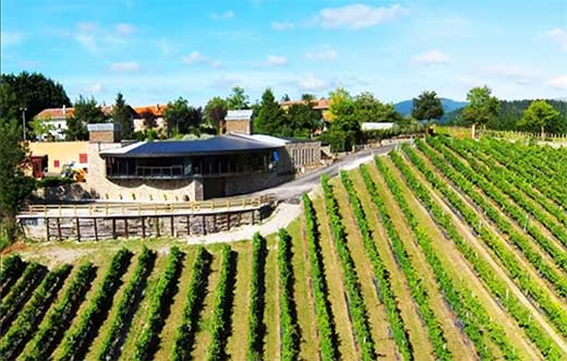 Tecnovino Bodega Berroja Bizkaiko Txakolina