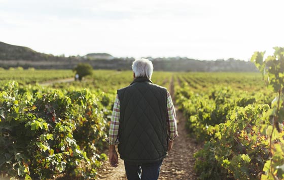 Tecnovino DOCa Rioja cosecha 2021 viñedo de Rioja 2