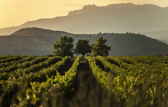 Tecnovino DOCa Rioja cosecha 2021 viñedo de Rioja detalle