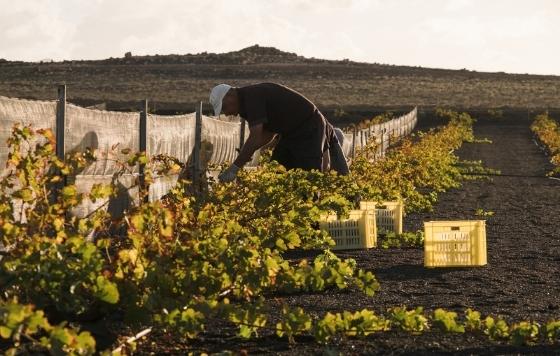 Tecnovino- El Grifo vendimia de invierno