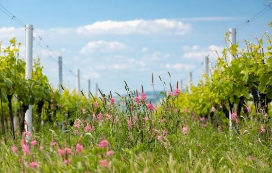Tecnovino- La Primavera del Cava