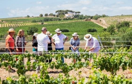 Tecnovino- Cava Joan Segura Sujadas 