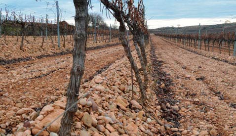 Tecnovino Rioja Vega vino garnacha blanca viñedo 1