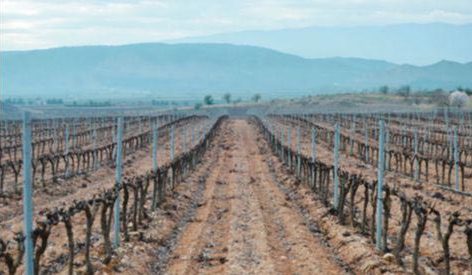 Tecnovino Rioja Vega vino garnacha blanca viñedo 2