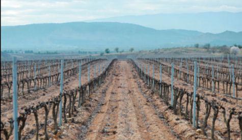 Tecnovino Rioja Vega vino garnacha blanca viñedo 2