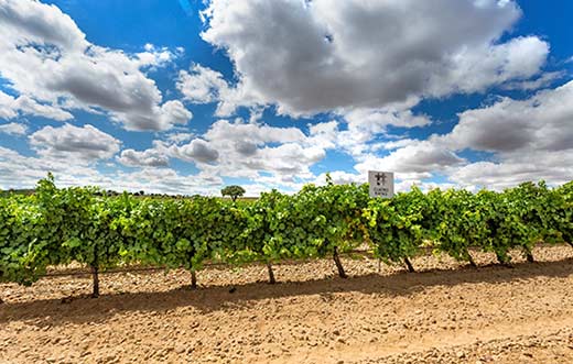 Tecnovino preforo de cooperativas vitivinícolas Cuatro Rayas