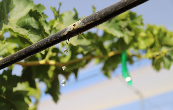 Tecnovino uso del agua en la vinificación OIV detalle