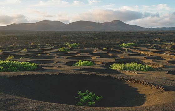 Tecnovino añada 2021 de los vinos de Lanzarote viñedo