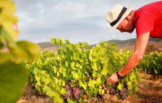 Tecnovino añada 2021 de los vinos de Navarra detalle