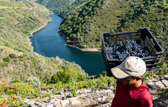 Tecnovino, D.O. Ribeira Sacra, mundial de vinos