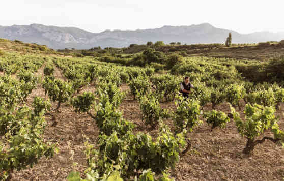 Tecnovino, Torre de Oña, viticultura tradicional