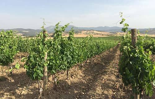 Tecnovino vinos de la Sonsierra Navarra Marco Real vinedo detalle