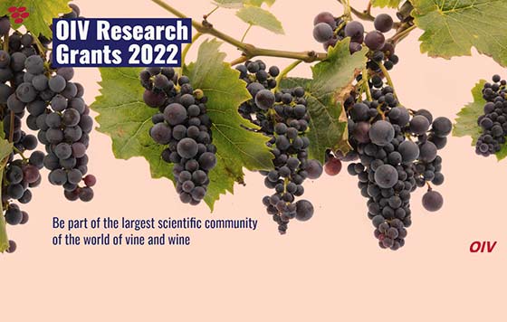 Tecnovino becas de investigación vitivinícola OIV detalle