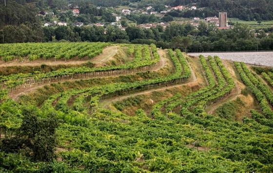 Tecnovino- Bodega Pazo de San Mauro