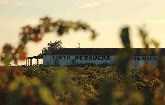 Tecnovino Bodegas Tinto Pesquera DO Ribera del Duero