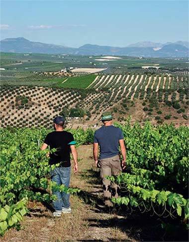 Tecnovino Vinos Libres libro Jordi Luque viñedo