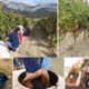 Tecnovino vendimia en Rioja Alavesa experiencias