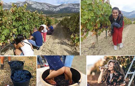 Tecnovino vendimia en Rioja Alavesa experiencias