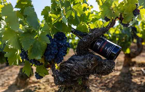 Tecnovino Bembibre 2018 variedad Mencía Bodega Dominio de Tares El Bierzo Alto