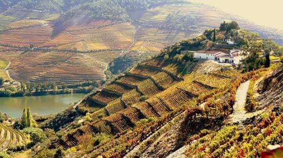 Tecnovino Quinta do Crasto mejores viñedos del mundo de 2022