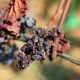Tecnovino uva pasa en vid producción de vino OIV