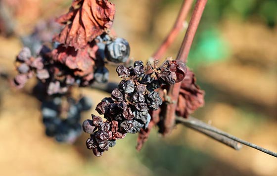 Tecnovino uva pasa en vid producción de vino OIV