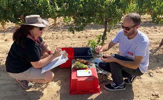 Tecnovino- La DO Penedès necesitará entre una y dos veces más agua en 2030 peso azúcar uva