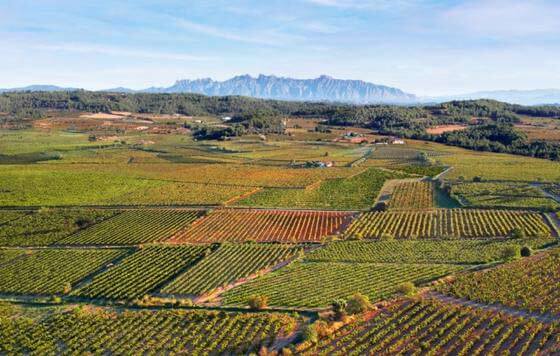 Tecnovino- Bodegas Maset proyecto vinícola en el Penedès detalle