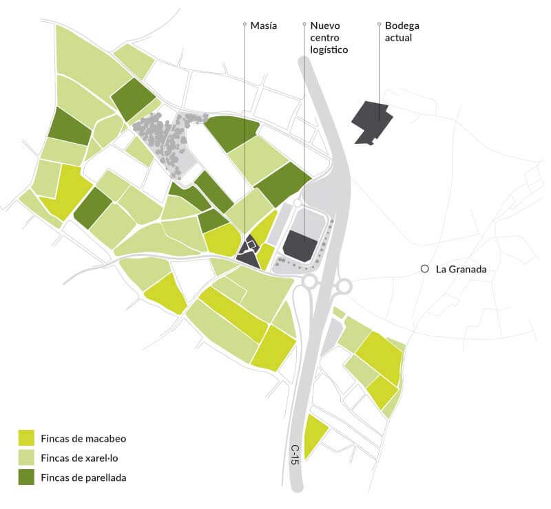 Tecnovino- Bodegas Maset proyecto vinícola en el Penedès