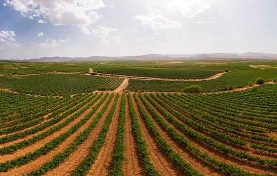 Tecnovino DOP Cariñena campos de cultivo vendimia