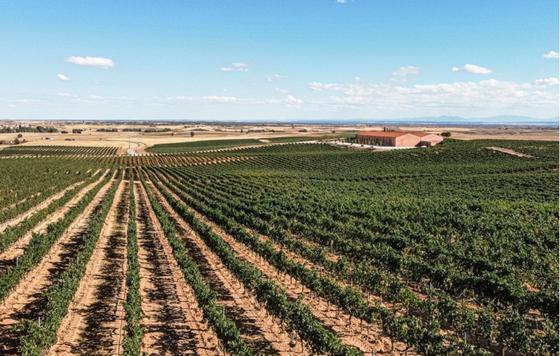 Tecnovino- Dominio Barconcillos, vino en altura, viña