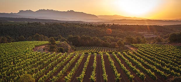 Tecnovino Freixenet panorámica viñedo