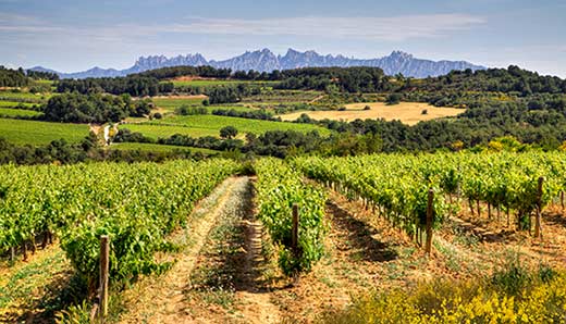 Tecnovino Freixenet viña