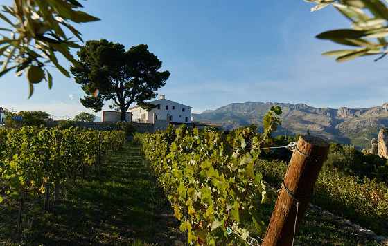 Tecnovino Valle de Guadalest bodega Masos viñedos recuperación viticultura en la zona tras un siglo