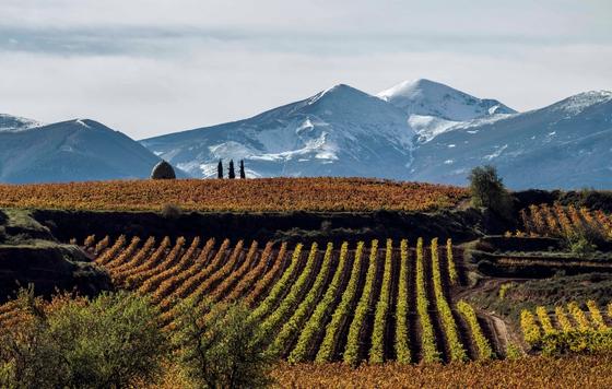 Tecnovino- World’s Best Vineyards 2023 se celebrarán en Rioja